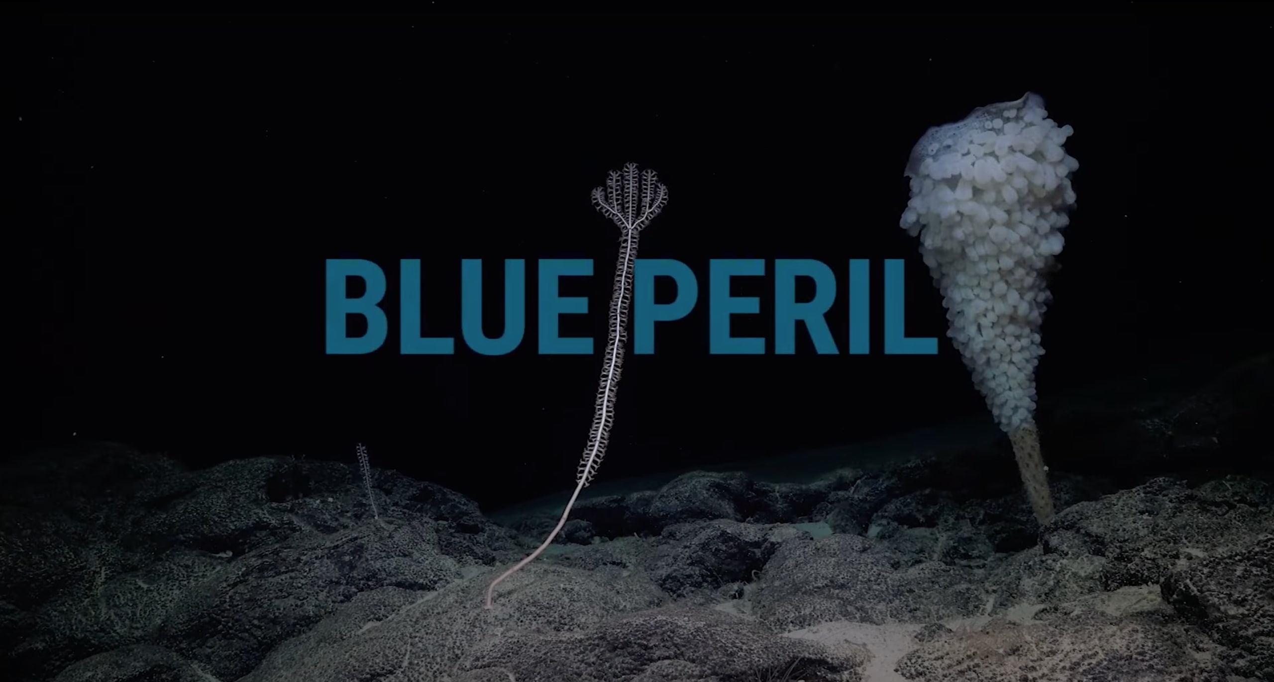 “Blue Peril”